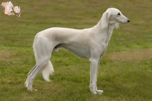 Read more about the article Saluki breeders and puppies in Syddanmark