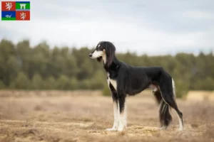 Read more about the article Saluki breeders and puppies in Ústí