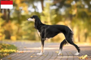 Read more about the article Saluki breeders and puppies in Vienna