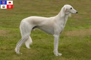 Read more about the article Saluki breeders and puppies in Vysočina