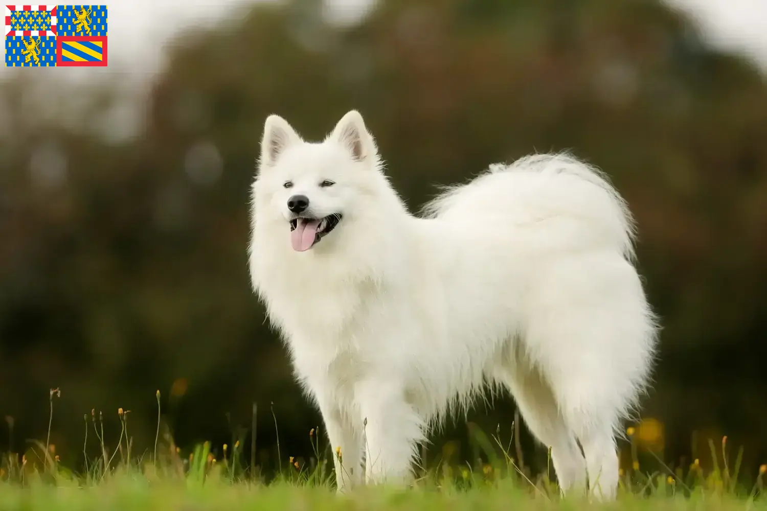 Samoyed puppies and breeders Bourgogne-Franche-Comté Find Samoyed breeders in Bourgogne-Franche-Comté here.