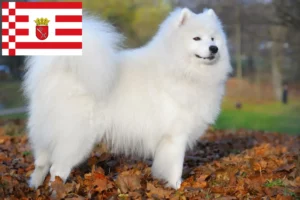 Read more about the article Samoyed breeders and puppies in Bremen