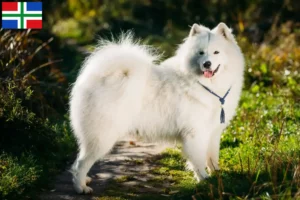 Read more about the article Samoyed breeders and puppies in Groningen