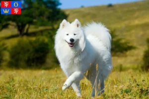 Read more about the article Samoyed breeders and puppies in Hradec Králové