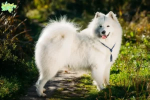 Read more about the article Samoyed breeders and puppies in Midtjylland
