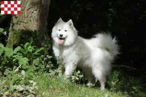 Read more about the article Samoyed breeders and puppies in North Brabant