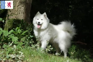 Read more about the article Samoyed breeders and puppies in Nouvelle-Aquitaine