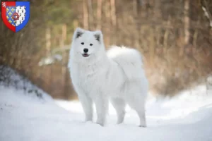 Read more about the article Samoyed breeders and puppies in Pays de la Loire