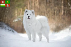 Read more about the article Samoyed breeders and puppies in Pilsen