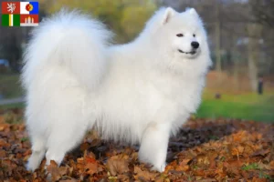 Read more about the article Samoyed breeders and puppies in South Bohemia