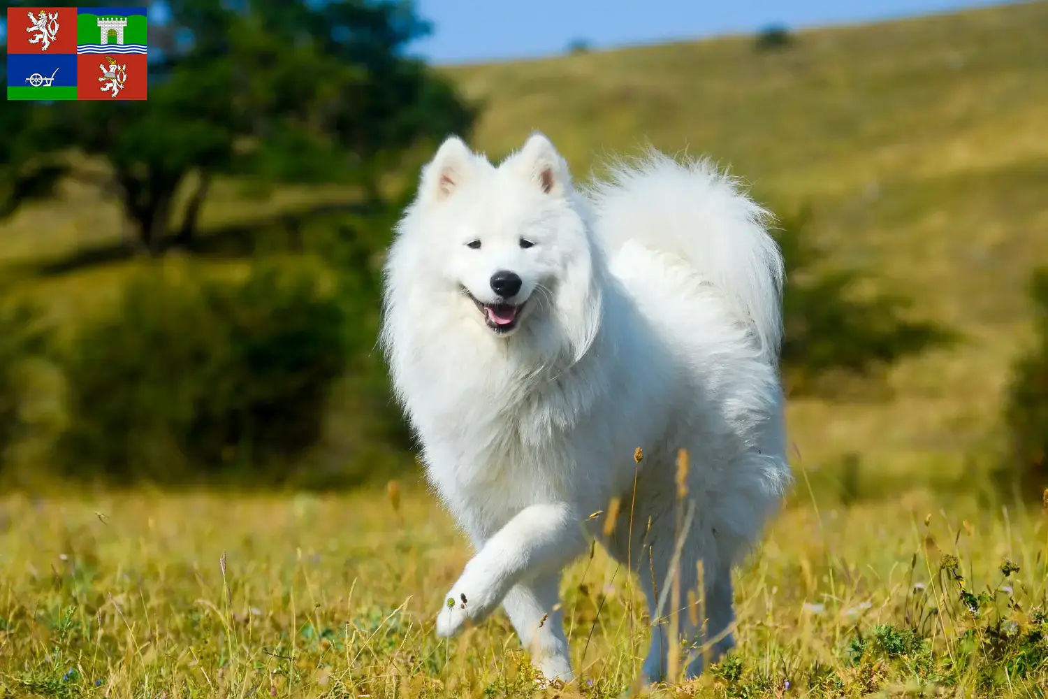 Samoyed puppies and breeders Ústí Find Samoyed breeders in Ústí here.