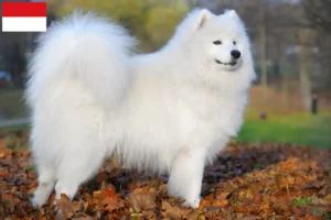 Read more about the article Samoyed breeders and puppies in Vienna