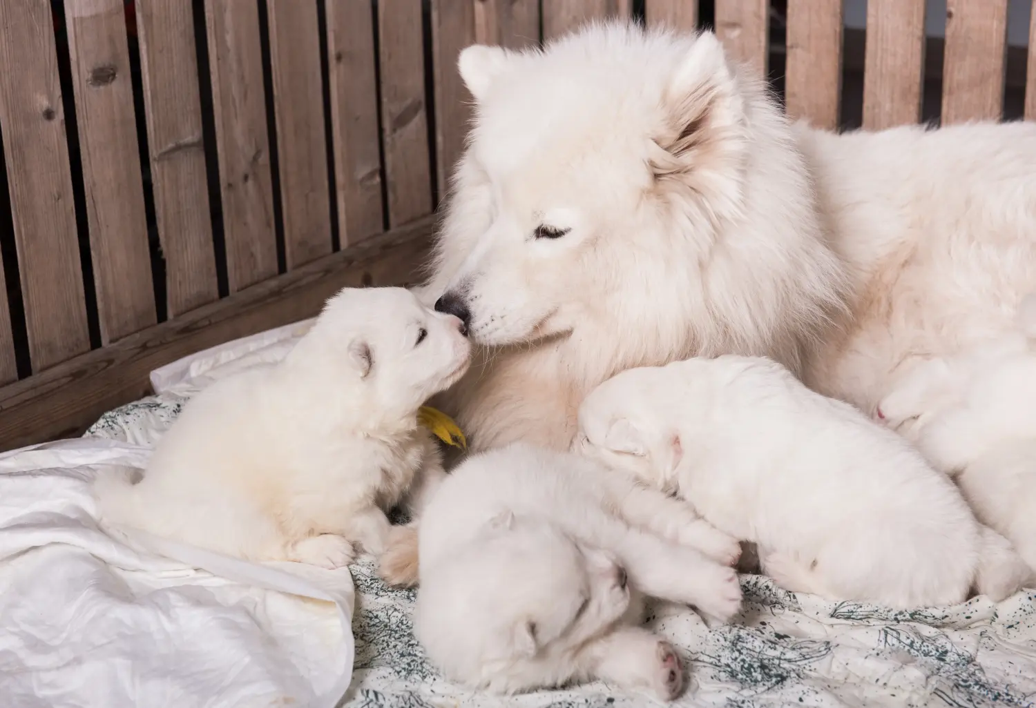 Buying a Samoyed puppy means taking responsibility! Buy Samoyed puppies.