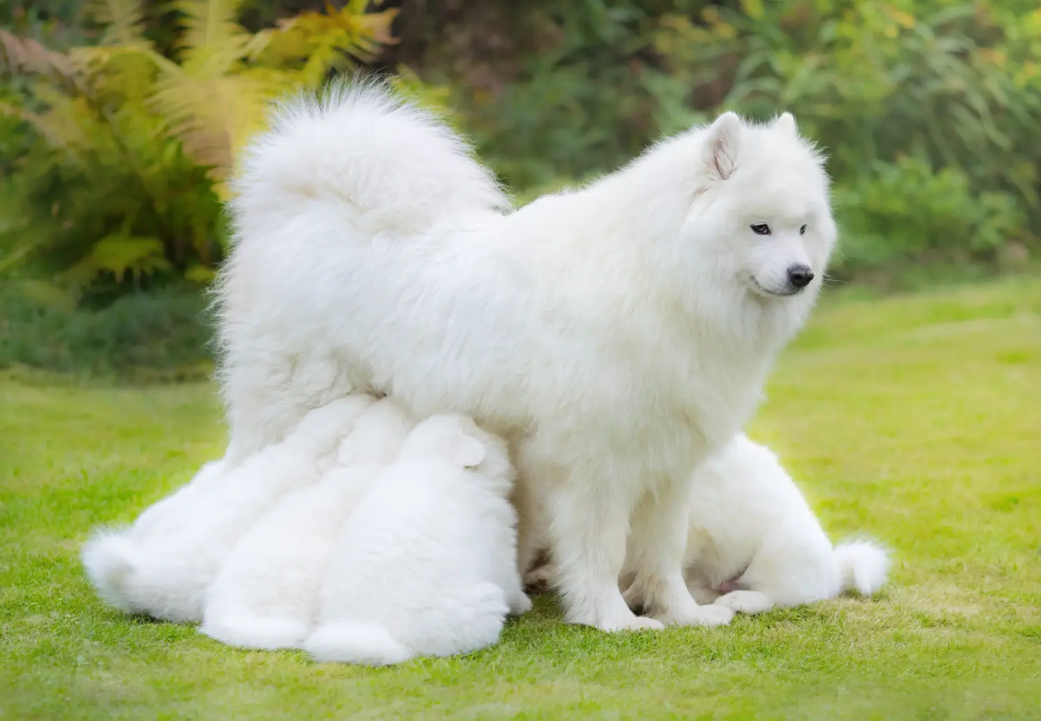 Buying a Samoyed puppy means taking responsibility! Buy Samoyed puppies.