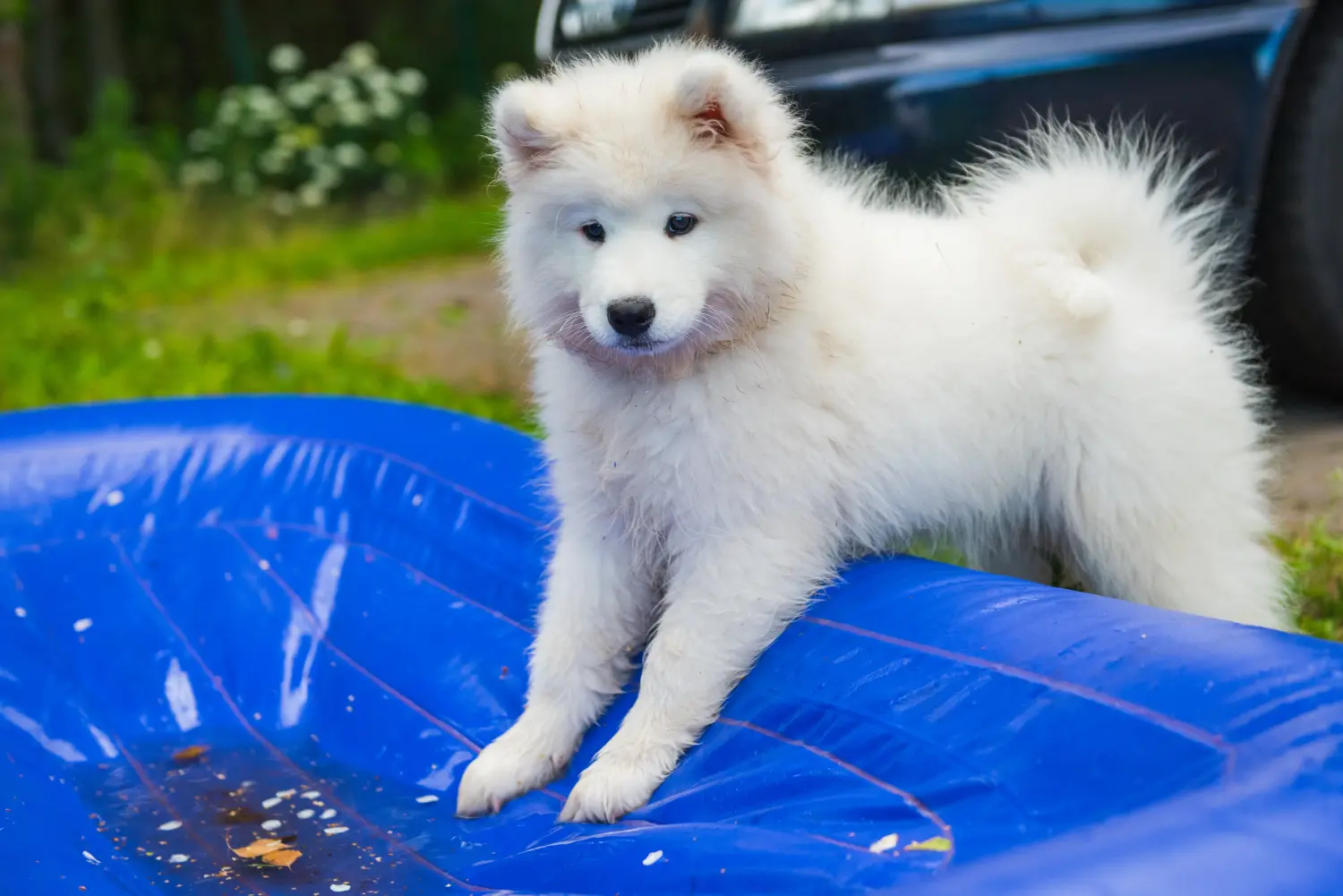 Buying a Samoyed puppy means taking responsibility! Buy Samoyed puppies.