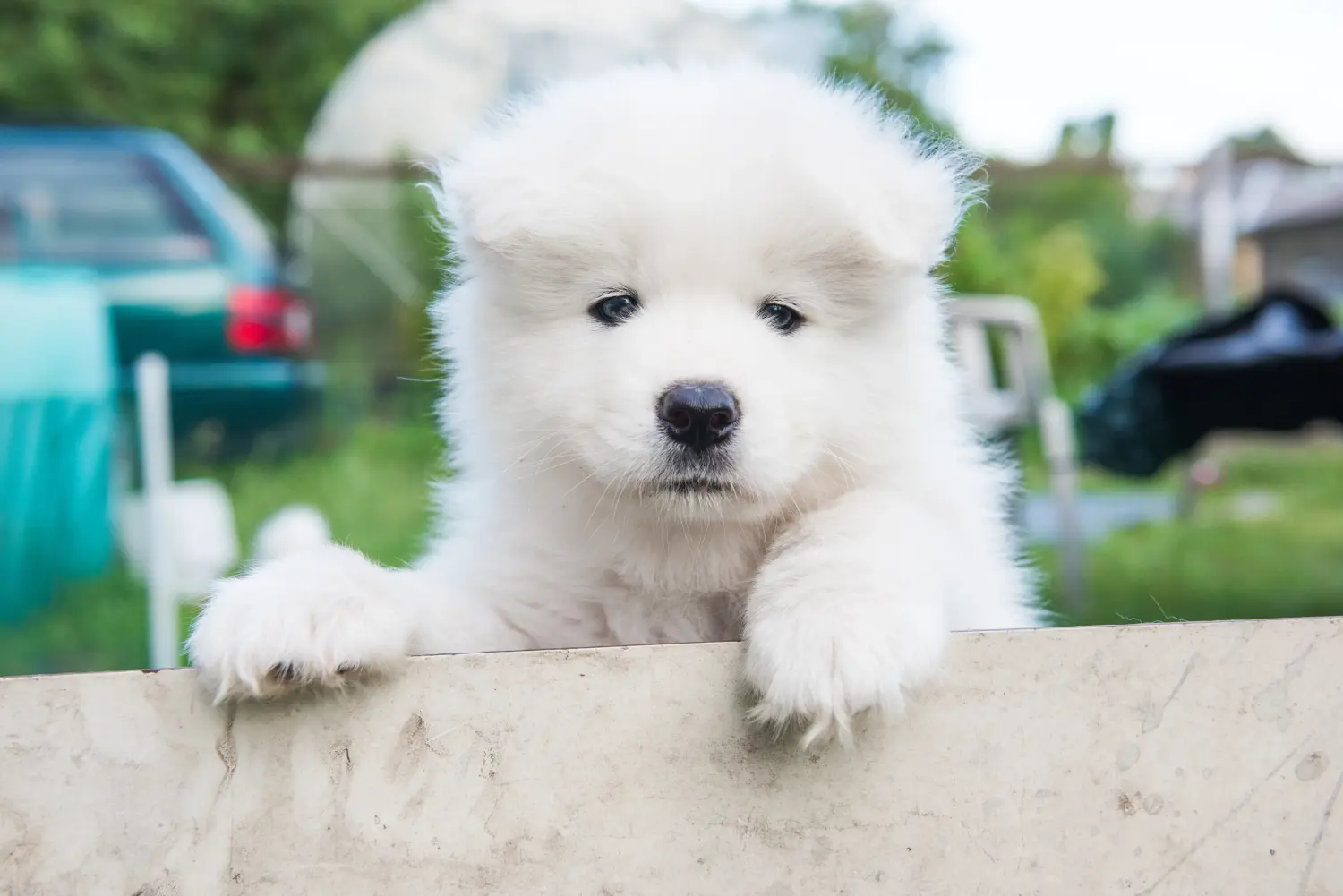 Buying a Samoyed puppy means taking responsibility! Buy Samoyed puppies.