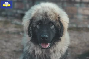 Read more about the article Šarplaninac breeders and puppies in Brussels-Capital Region