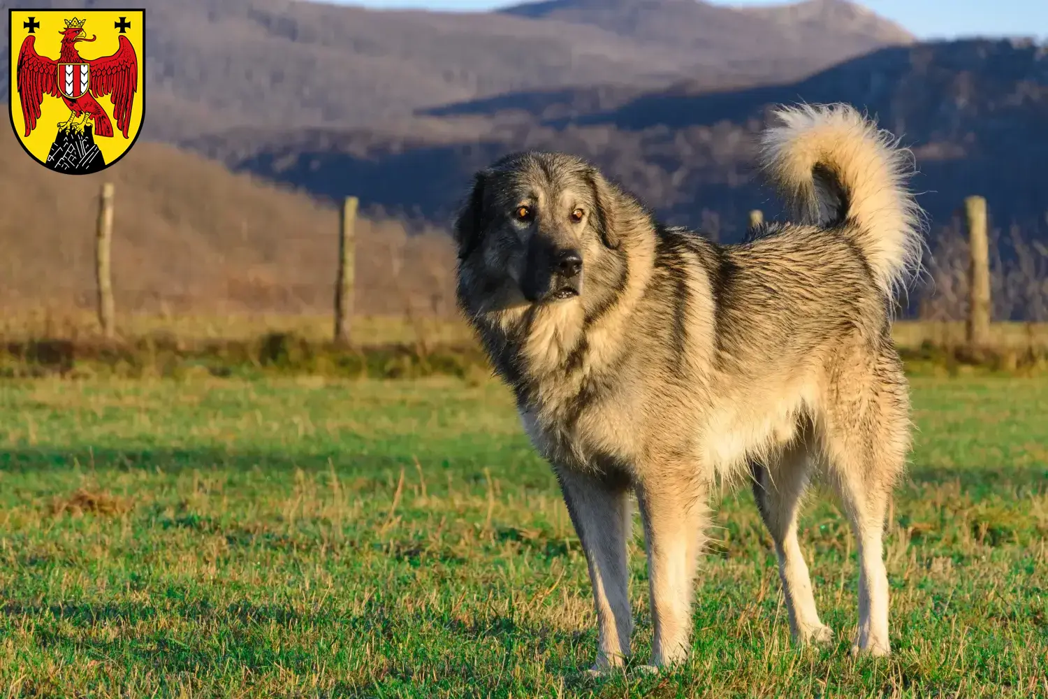Šarplaninac puppies and breeders Burgenland Here you can find Šarplaninacs breeders im Burgenland.