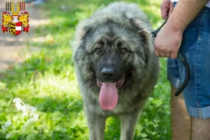 Read more about the article Šarplaninac breeders and puppies in Carinthia