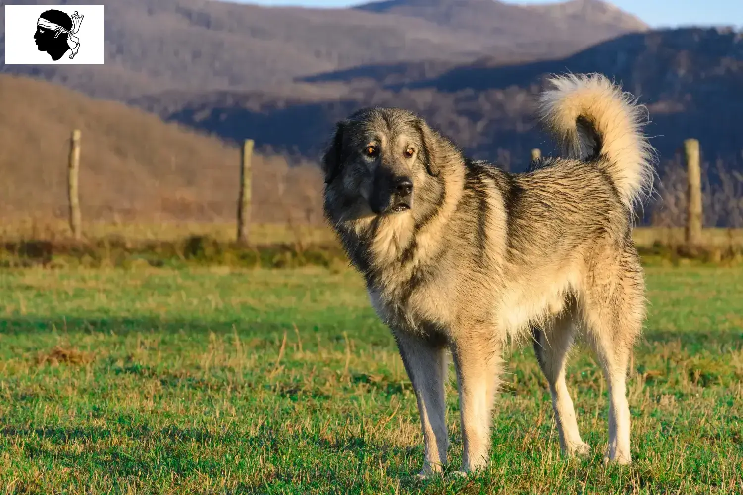 Šarplaninac puppies and breeders Corsica Here you can find Šarplaninacs breeders in Corsica.
