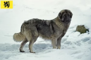 Read more about the article Šarplaninac breeders and puppies in Flanders