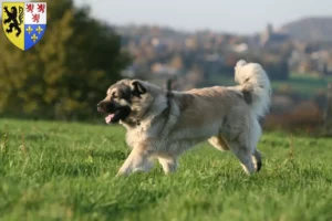 Read more about the article Šarplaninac breeders and puppies in Hauts-de-France