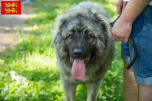 Read more about the article Šarplaninac breeders and puppies in Normandy