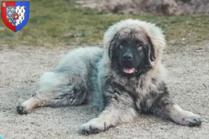 Read more about the article Šarplaninac breeders and puppies in Pays de la Loire