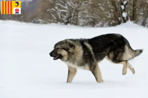 Read more about the article Šarplaninac breeders and puppies in Provence-Alpes-Côte d’Azur