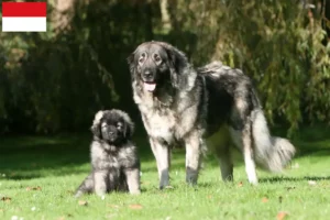 Read more about the article Šarplaninac breeders and puppies in Vienna