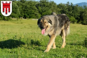 Read more about the article Šarplaninac breeders and puppies in Vorarlberg