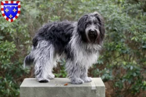 Read more about the article Schapendoes breeders and puppies in Centre-Val de Loire
