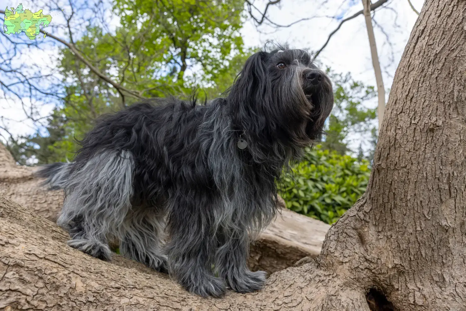 Schapendoes puppies and breeders Midtjylland Here you will find Schapendoes breeders in Midtjylland.