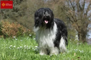 Read more about the article Schapendoes breeders and puppies in Occitania
