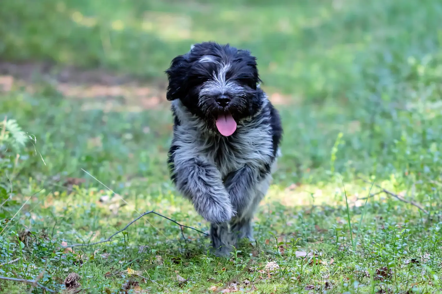 Buying a Schapendoes puppy means taking responsibility! Buy Schapendoes puppies.