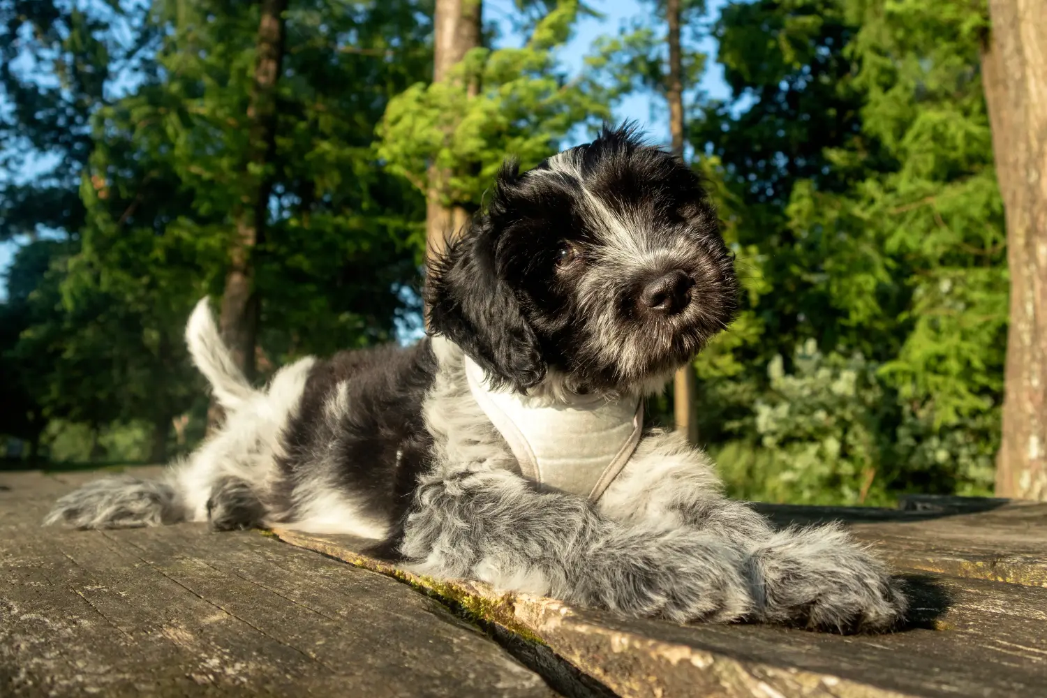 Buying a Schapendoes puppy means taking responsibility! Buy Schapendoes puppies.