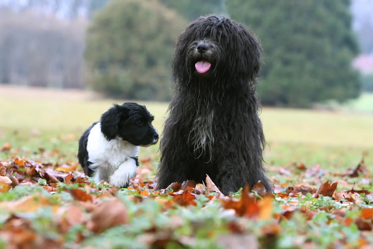 Buying a Schapendoes puppy means taking responsibility! Buy Schapendoes puppies.