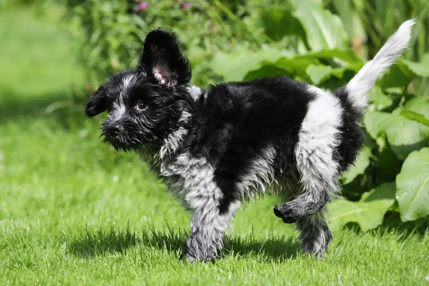 Buying a Schapendoes puppy means taking responsibility! Buy Schapendoes puppies.