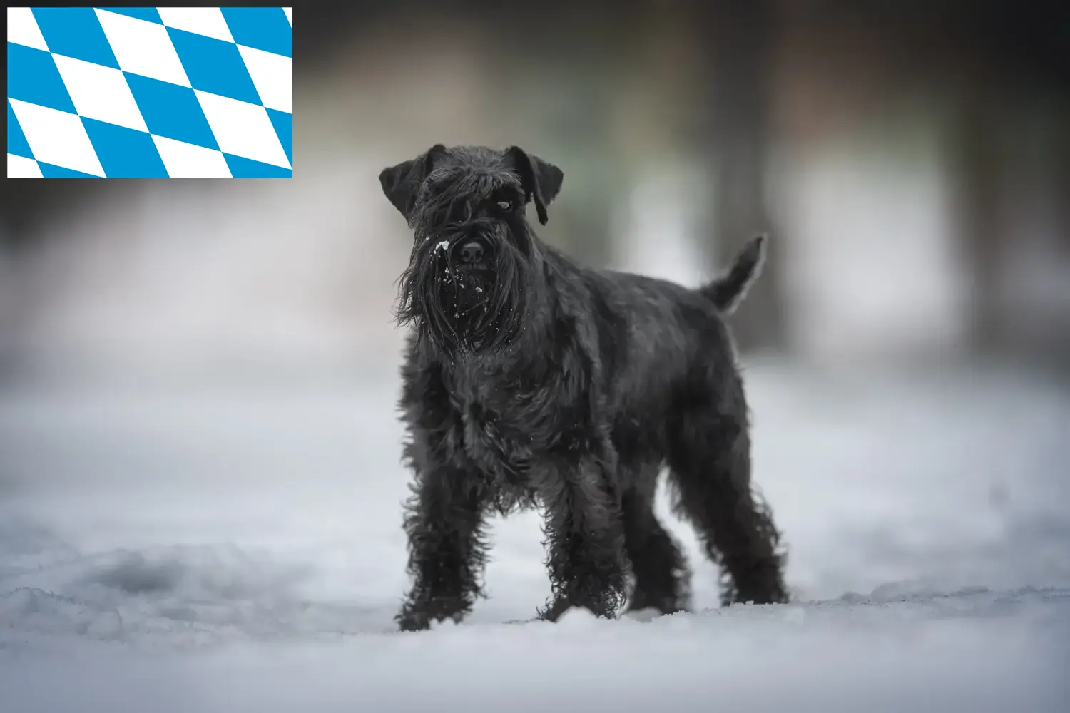 Schnauzer puppies and breeders Bavaria Here you can find Schnauzer breeders in Bavaria.