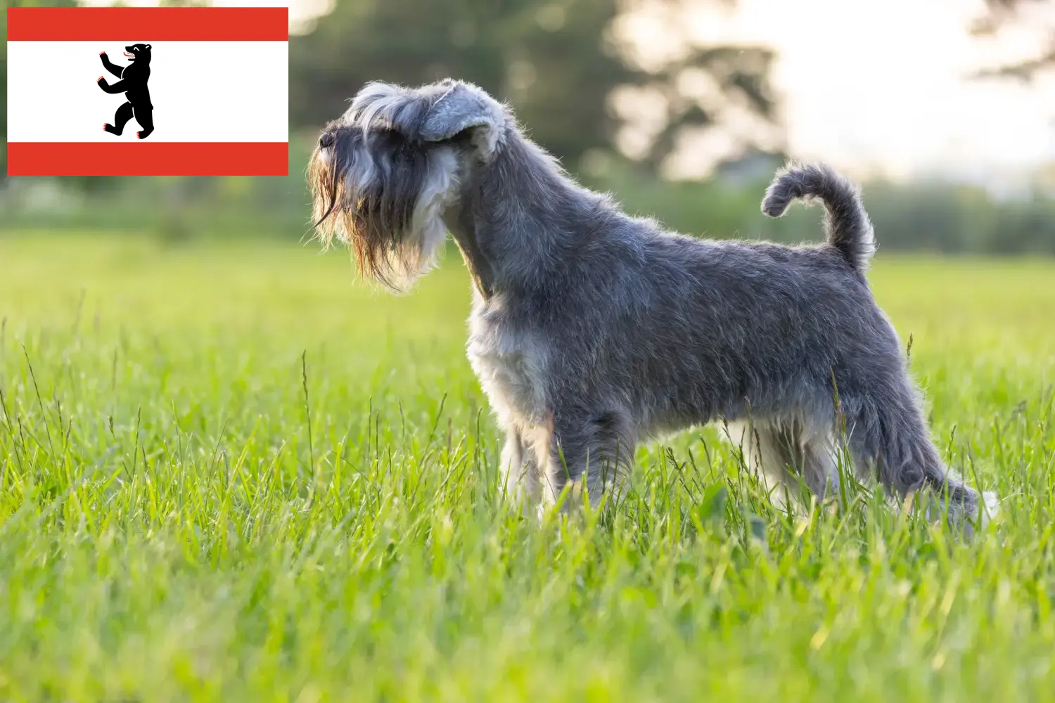 Schnauzer puppies and breeders Berlin Here you can find Schnauzer breeders in Berlin.