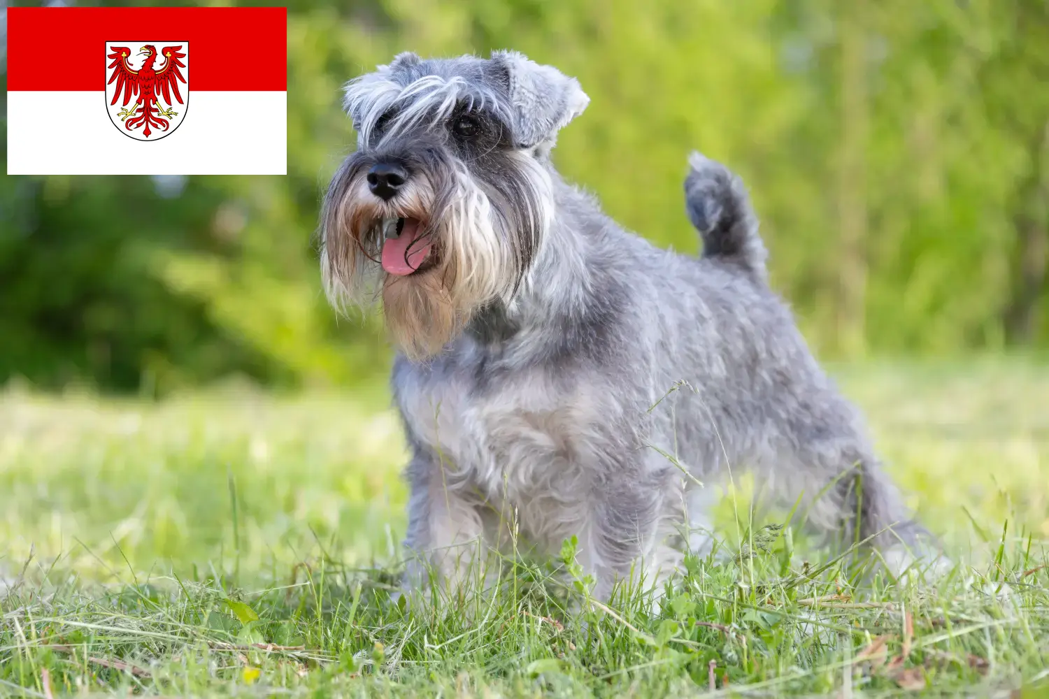 Schnauzer puppies and breeders Brandenburg Here you can find Schnauzer breeders in Brandenburg.