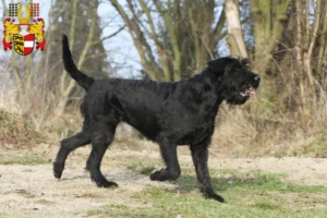 Read more about the article Schnauzer breeders and puppies in Carinthia