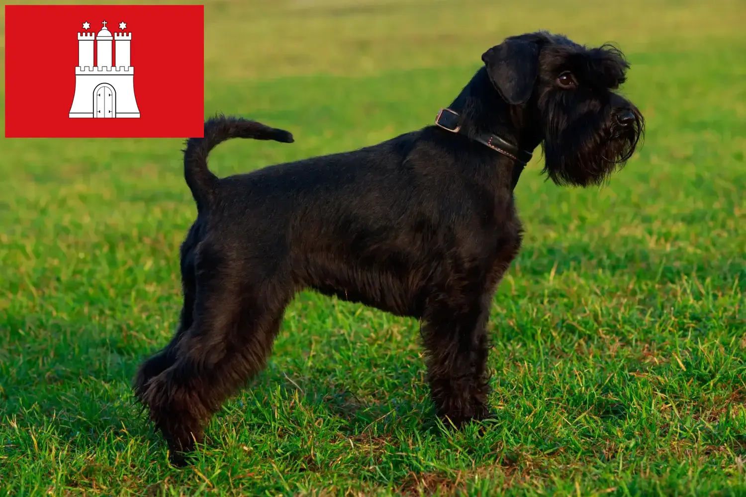Schnauzer puppies and breeders Hamburg Here you can find Schnauzer breeders in Hamburg.
