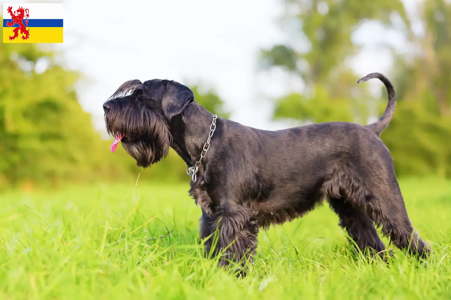 Schnauzer puppies and breeder Limburg Here you can find Schnauzer breeders in Limburg.