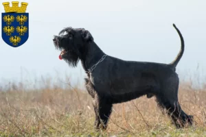 Read more about the article Schnauzer breeders and puppies in Lower Austria