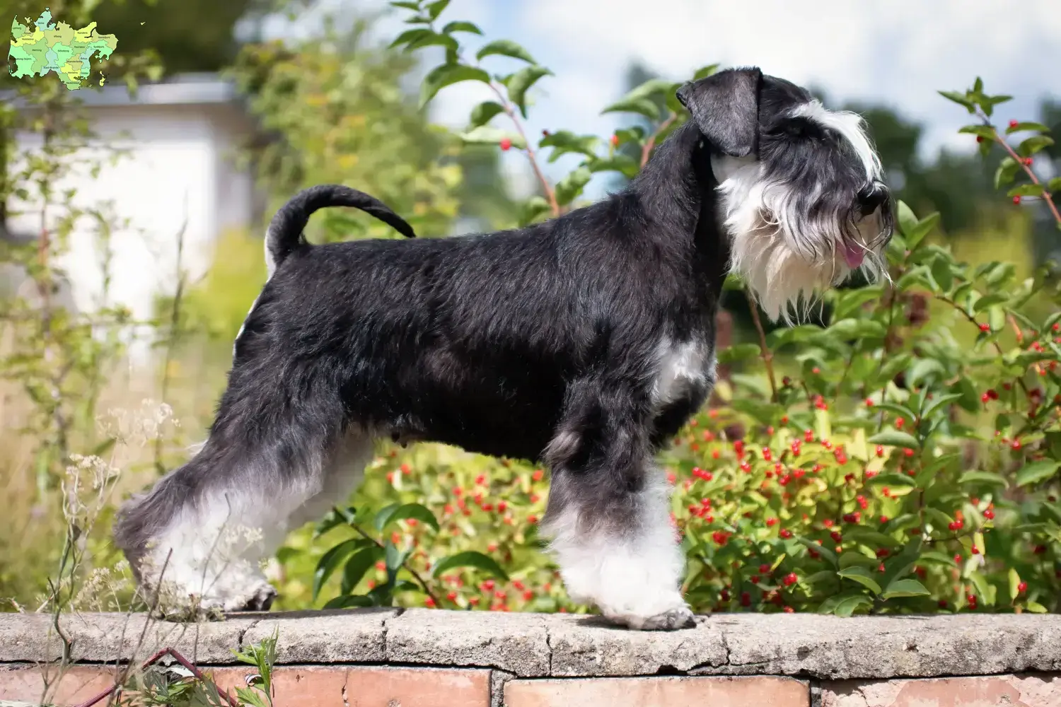 Schnauzer puppies and breeder Midtjylland Here you can find Schnauzer breeders in Midtjylland.