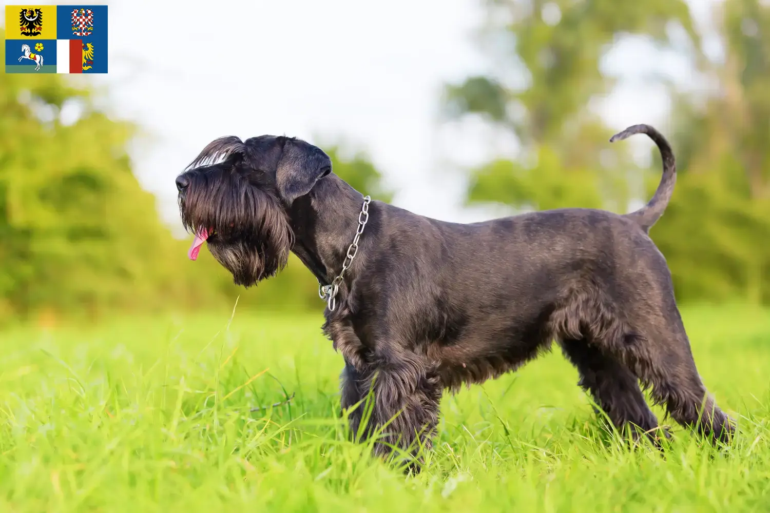 Schnauzer puppies and breeder Moravia-Silesia Here you can find Schnauzer breeders in Moravia-Silesia.