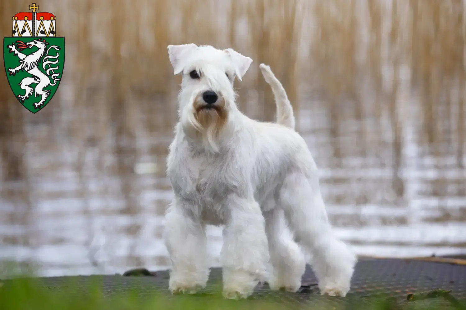 Schnauzer puppies and breeders Styria Here you can find Schnauzer breeders in Styria.