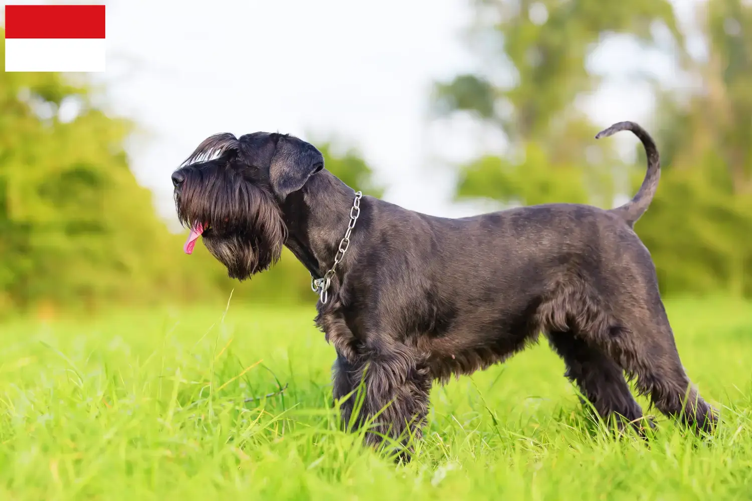 Schnauzer puppies and breeders Vienna Here you can find Schnauzer breeders in Vienna.