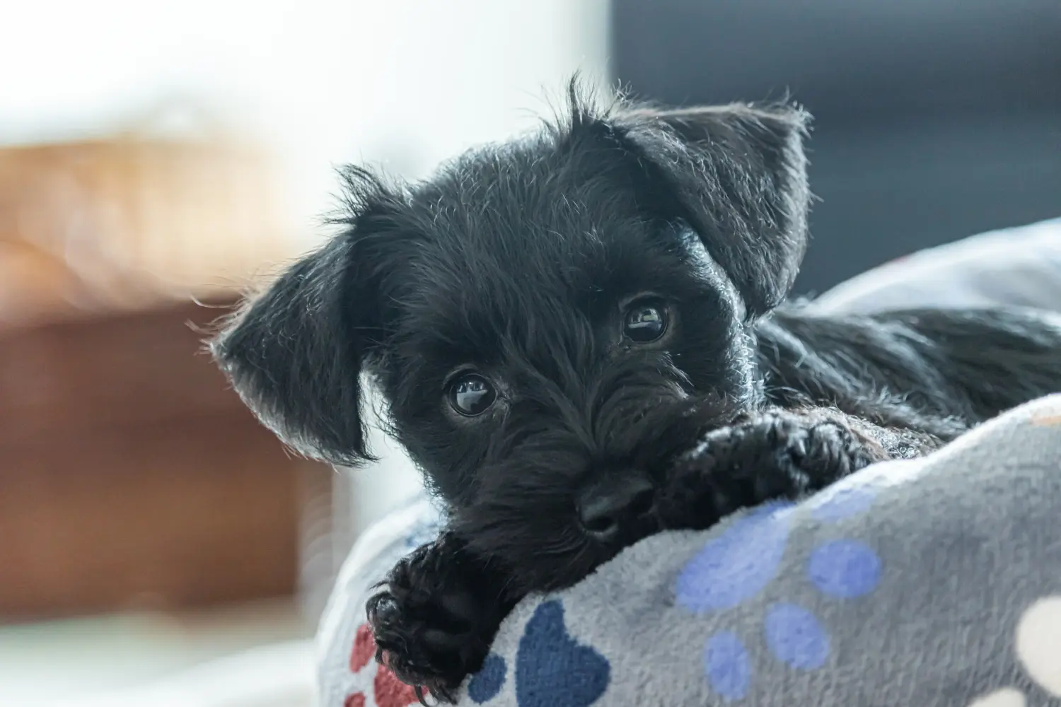 Buying a Schnauzer puppy means taking responsibility! Buy Schnauzer puppies.